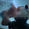 bobik_783