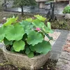 hirun.sg