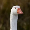 pidgen5211