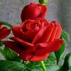 waliwaxir2