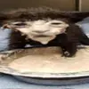 funniwtf
