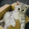 lia.nala