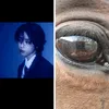 mylivesthehorses