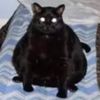 sillycatland