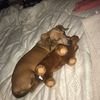 linapeanut00