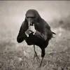 salchipapa424
