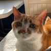 lemon.cat33