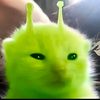 mmrcheel