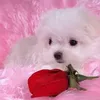mylzzetroc
