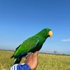 gubukparrot