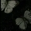 z._._._._._.z
