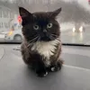 пиздализ
