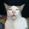 kangmawnn