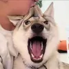 viperdontgetinmahway