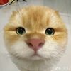 sayfkot
