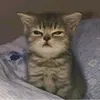 wudxxjfndushszdy11242
