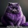 ninipastr