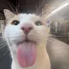 _khahhh