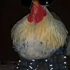 lnzin_almdrx