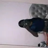 brenerlacerda361