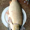 hieu.nguyentrong0