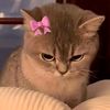 kit_kit159