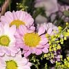 sahar_alhayall