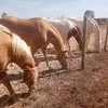 rancho2m