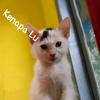 kucing_hehe0