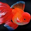koki_ikan