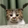imbussy7