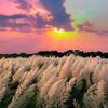 shakib_bruh192