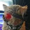 jetsream_elgato