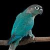 waqas.jutt0696