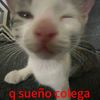 amvrugersa