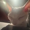 i.just.a.chill.cat
