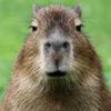 capibara816