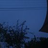 papilio__o