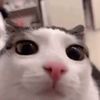 whymsicall