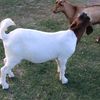 samuelpeart7