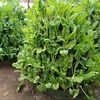 farming_wonder