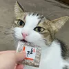 保護猫ゆべしくん🐈