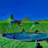 die.trampolinjumpers