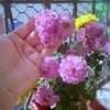 chadni_khan6