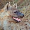 kickboxing_hyena