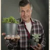 plantagenije