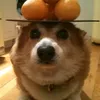d1mer_