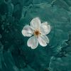 ocean_2175