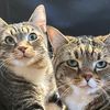 yourfav_kitties