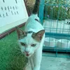 lisapet008
